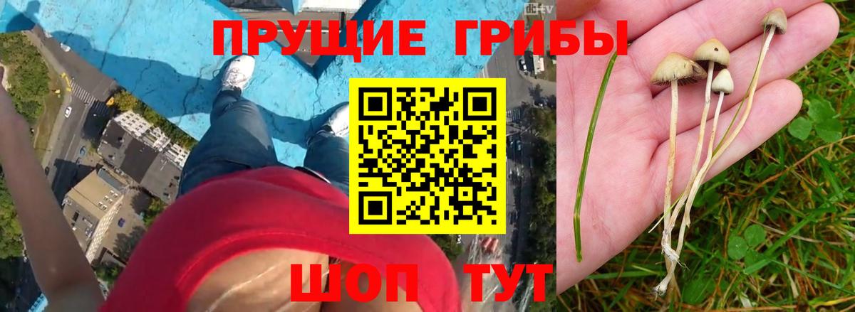 Псилоцибиновые грибы прущие грибы Уварово